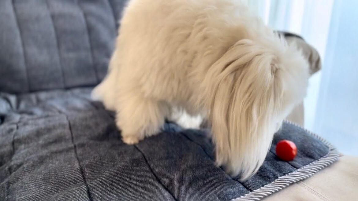 犬がプチトマトに初めてチャレンジする動画。マルチーズとパピヨンのミックス犬のマルパピのハピが、健康的な生活を目指して涙やけの日常のケアを受け、野菜を食べたり飼い主と取ってこい遊びをするおもしろ犬動画