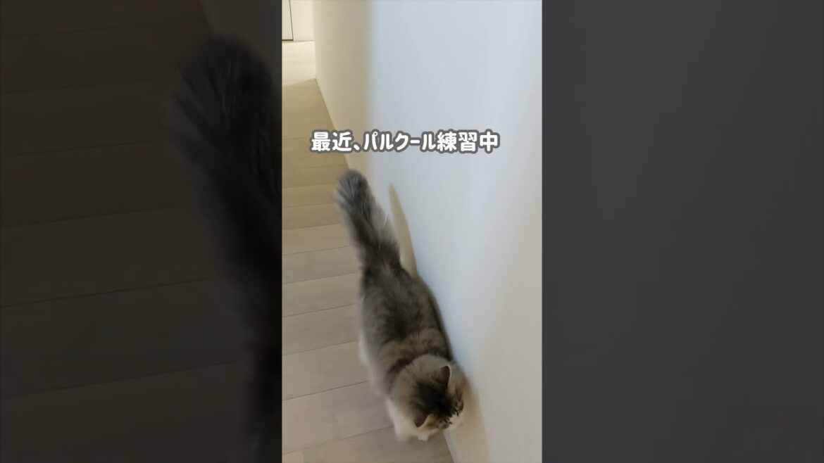 新築でパルクールの練習をする猫。【ノルウェージャンフォレストキャット】＃Shorts