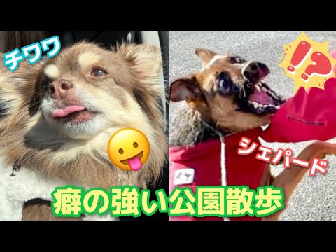 クールすぎるチワワとテンション100%シェパードの癖の強い散歩がコチラ【そらとナズナ】 クールすぎるチワワとテンション100%シェパードの癖の強い散歩がコチラ【そらとナズナ】