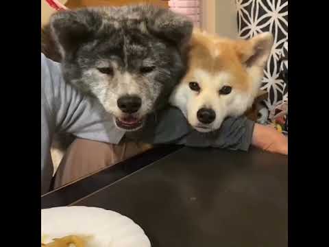 焼きうどんが食べたい可愛い秋田犬姉妹【Akita-inu】@akita-inu-pata #shorts 焼きうどんが食べたい可愛い秋田犬姉妹【Akita-inu】@akita-inu-pata #shorts