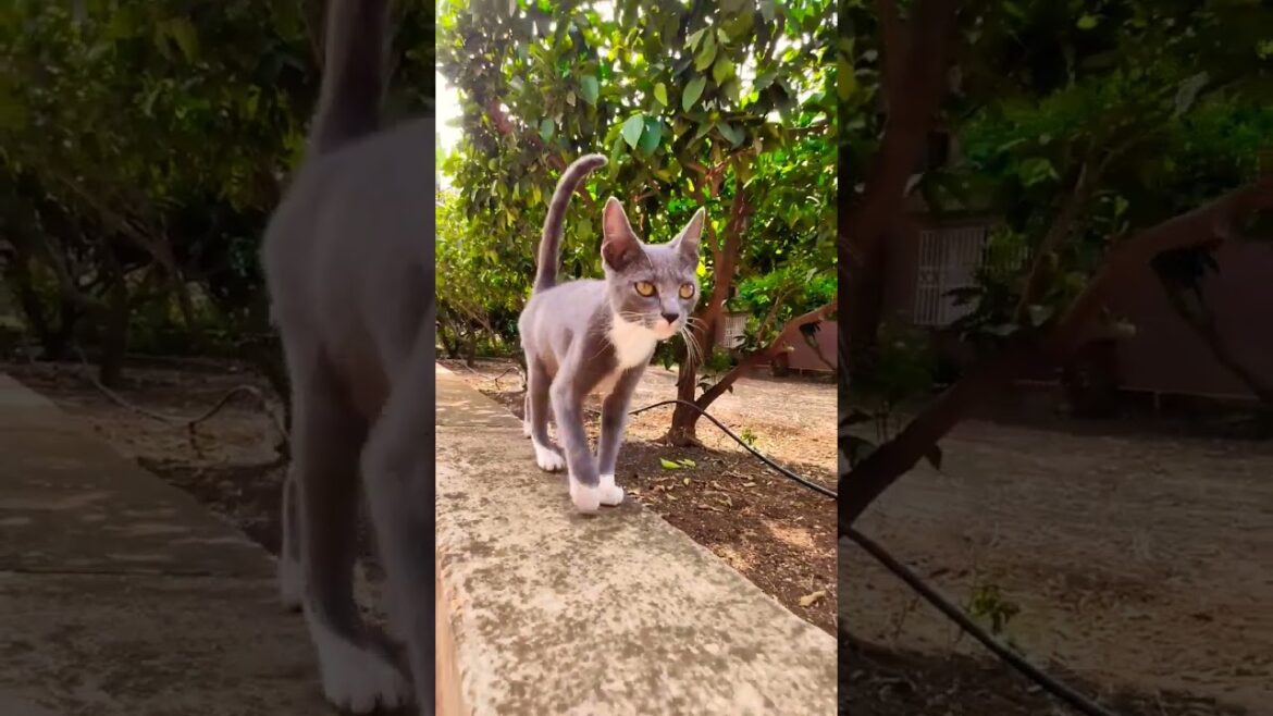 Cute Cat Walking Around