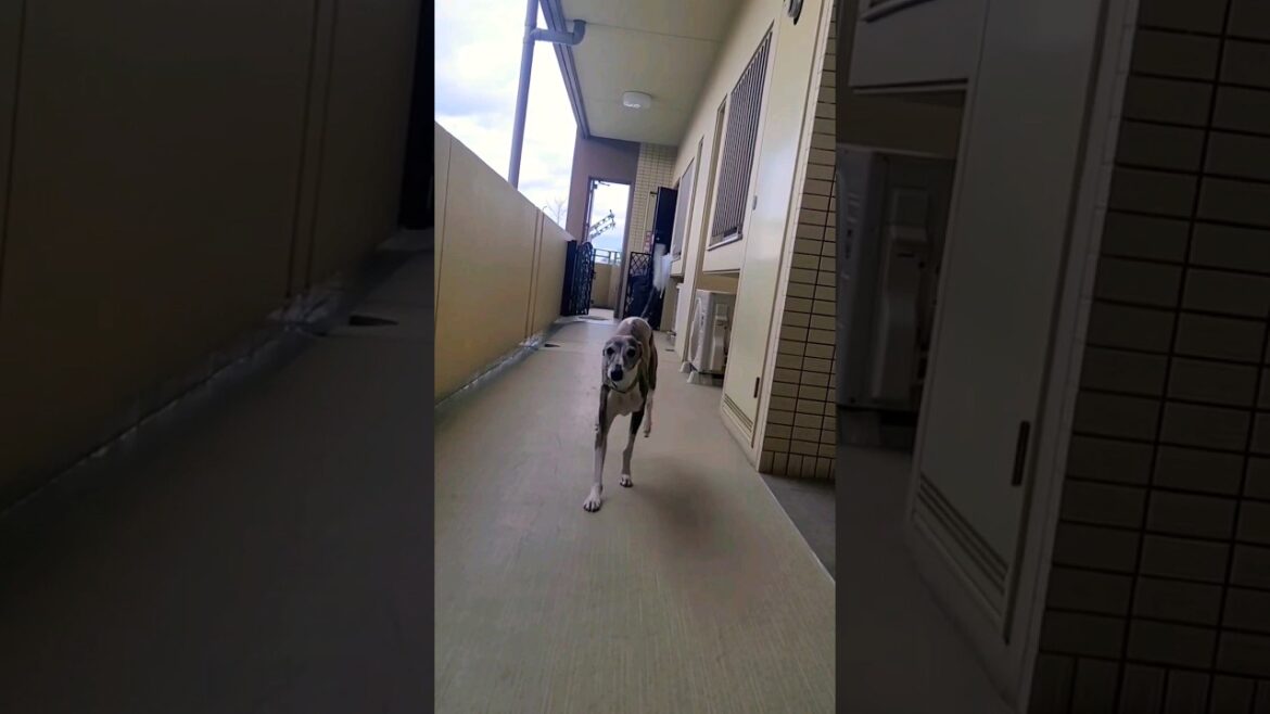 お見送りの達人。ウィペットのカイトおじさん。今日も元気。 Whippet Dog KAITO Good Job Seeing Off FUKUOKA JAPAN