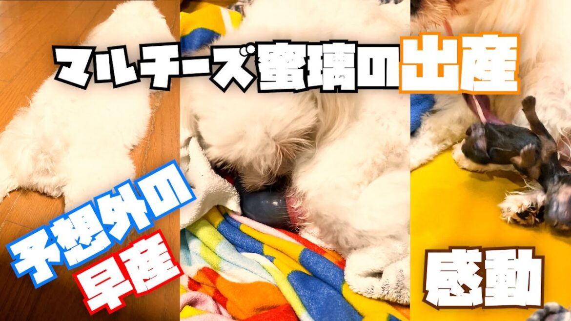 【感動の瞬間!】マルチーズ蜜璃の初出産…意外な子犬誕生？！#マルチーズ　#ダックスフンド　#マルックス　#初出産