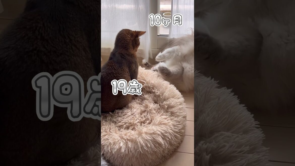 19歳猫と10ヶ月猫 #shorts #猫動画 #アビシニアン #サイベリアン #cat #まな猫
