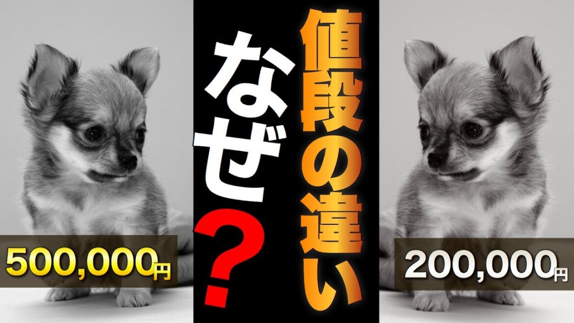 ペットショップの子犬の値段ってどうやって決まるの?犬の本当の価値ってなんだろう?