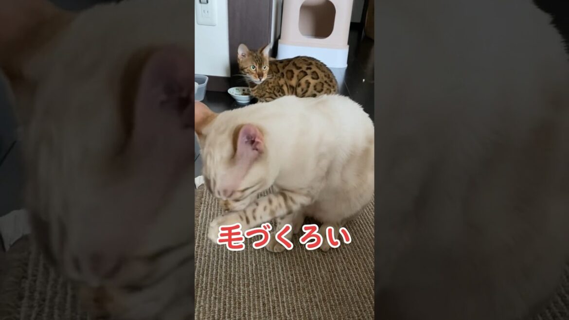 【子猫動画】ホワイトベンガル　生後4ヶ月半！　アイドル 　ベンガル猫　ネコ　ねこ　#cat #bengalcat #ベンガル #ベンガル猫 #bengal #ベンガル子猫 #子猫 #猫