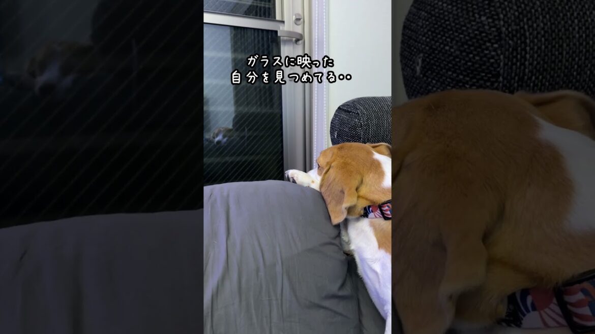 ガラスに映った自分にうっとりしてるビーグル犬　#shorts