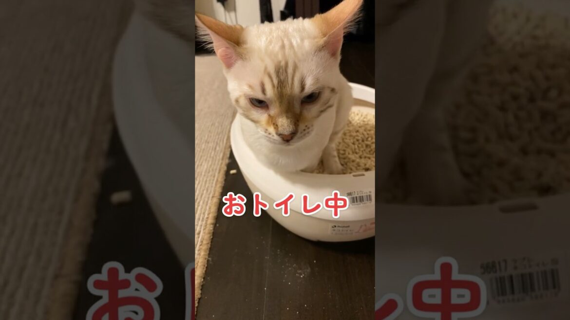 【子猫動画】ホワイトベンガル　生後4ヶ月！　うんち中〜　ベンガル猫　ネコ　ねこ　#cat #bengalcat #ベンガル #ベンガル猫 #ベンガル子猫 #子猫 #bengal #猫 #うんち