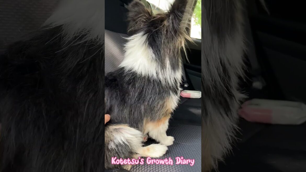 【パピヨンとコーギーのミックス犬】素敵な耳の愛犬コテツ　Kotetsu, my dog with lovely ears