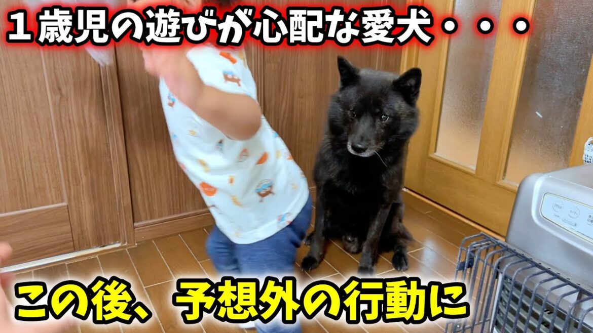 １歳児の遊びを心配した愛犬が、予想外の行動に・・・笑