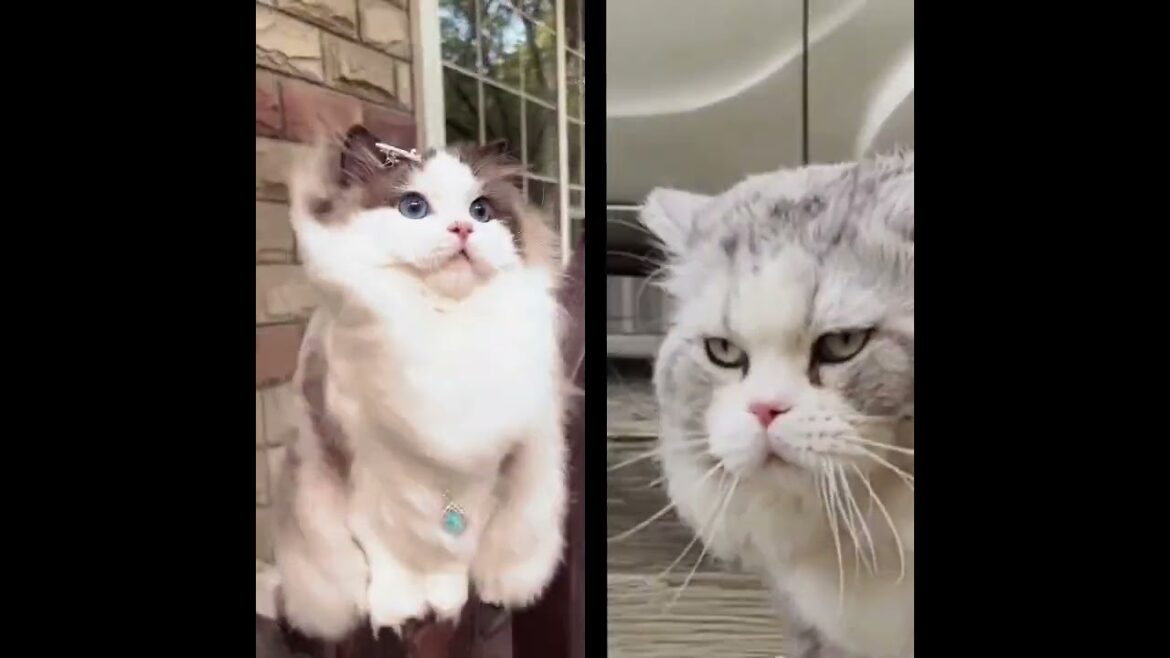 Cute cats#trending #shorts #catsgallery