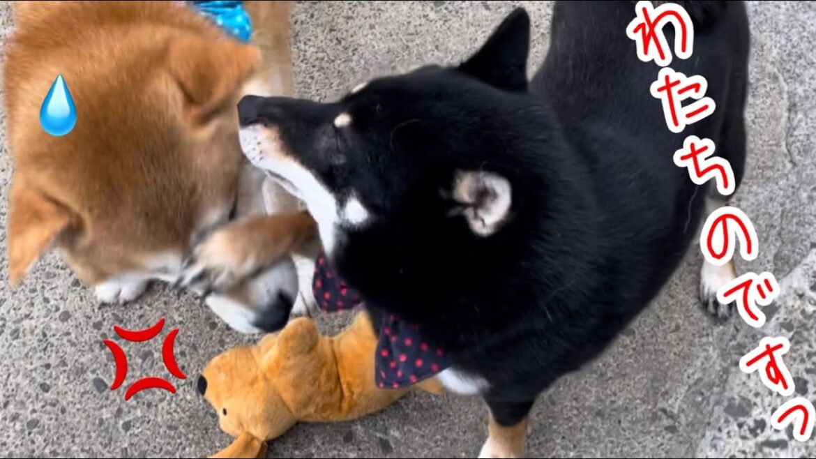 子供犬でも容赦なし！柴犬社会の厳しいルールがあります（←おもちゃwww