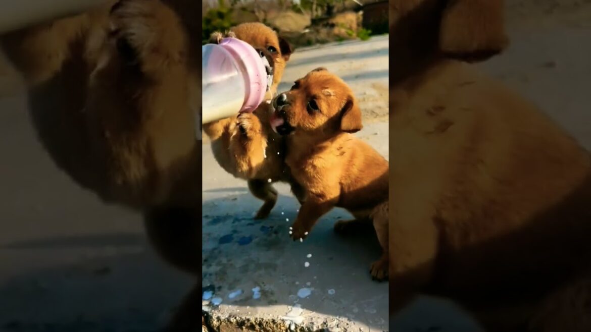 Cute, funny and adorable puppy short videos 2023