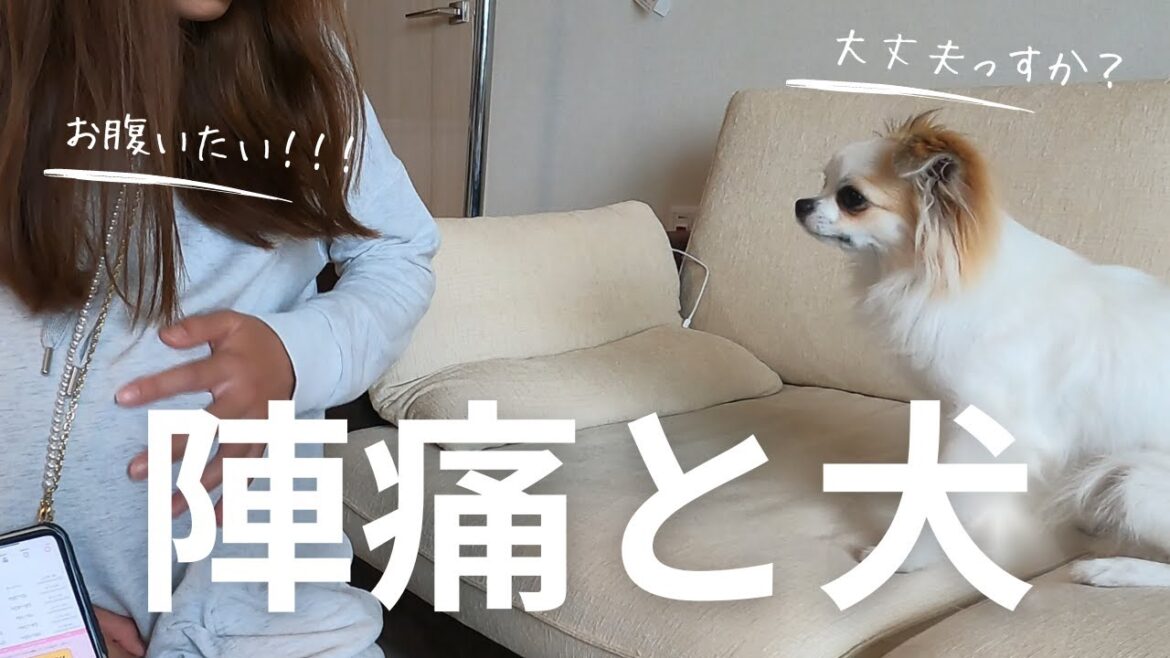 ついに陣痛がやってきた！！そんなときマッシュさんは！？
