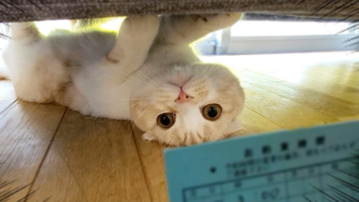 テンションMAXの猫と犬に動物病院の診察券を見せた結果...