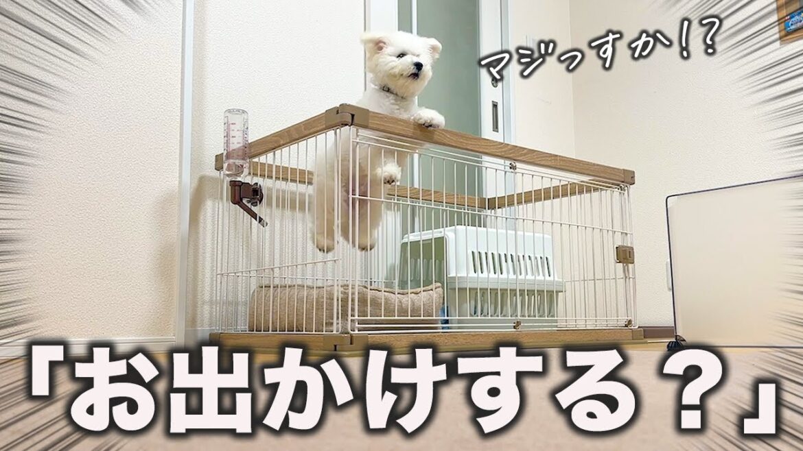 言葉を覚えた子犬をお出かけに誘ったら、反応が愛おしすぎた（笑）