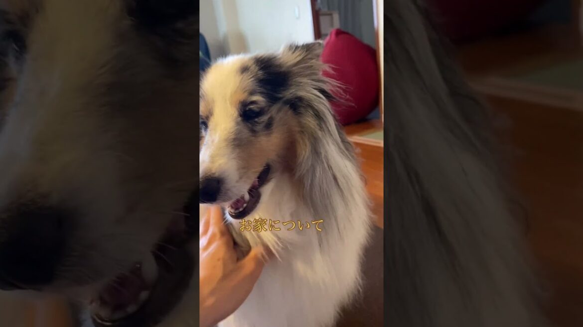 プチ入院🐾しょんぼり悲しげな犬【シェルティ】