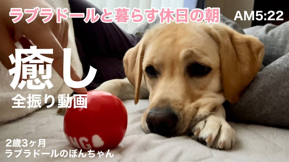 【ラブラドール#104】癒し全振り動画！ラブラドールと暮らすとこんな朝がくる…はず★ラブラドールレトリバー　labrador retriever 大型犬  日常