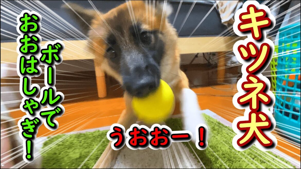 ボールでテンアゲなキツネ犬