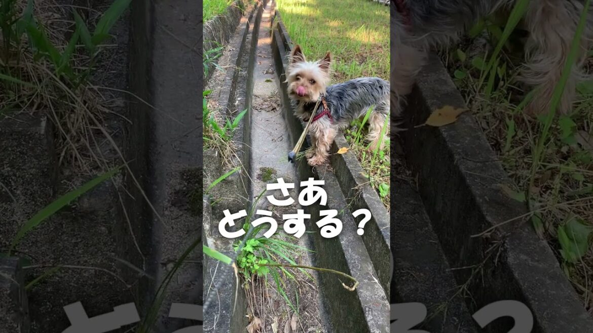 向こうに渡りたくて悩めるヨーキー【#shorts 】