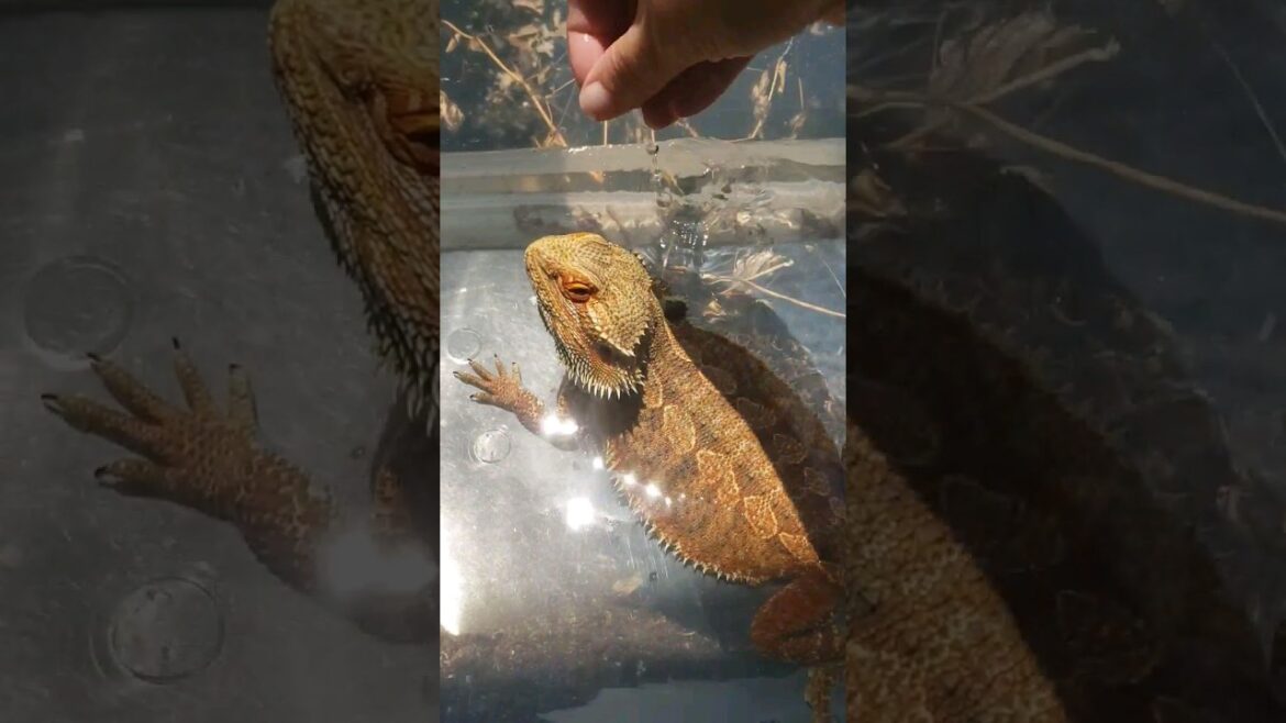 Sunbathing #beardie #reptiles #beardeddragon #petlovers #reptile #beardeddragonlife #bathtime #pets