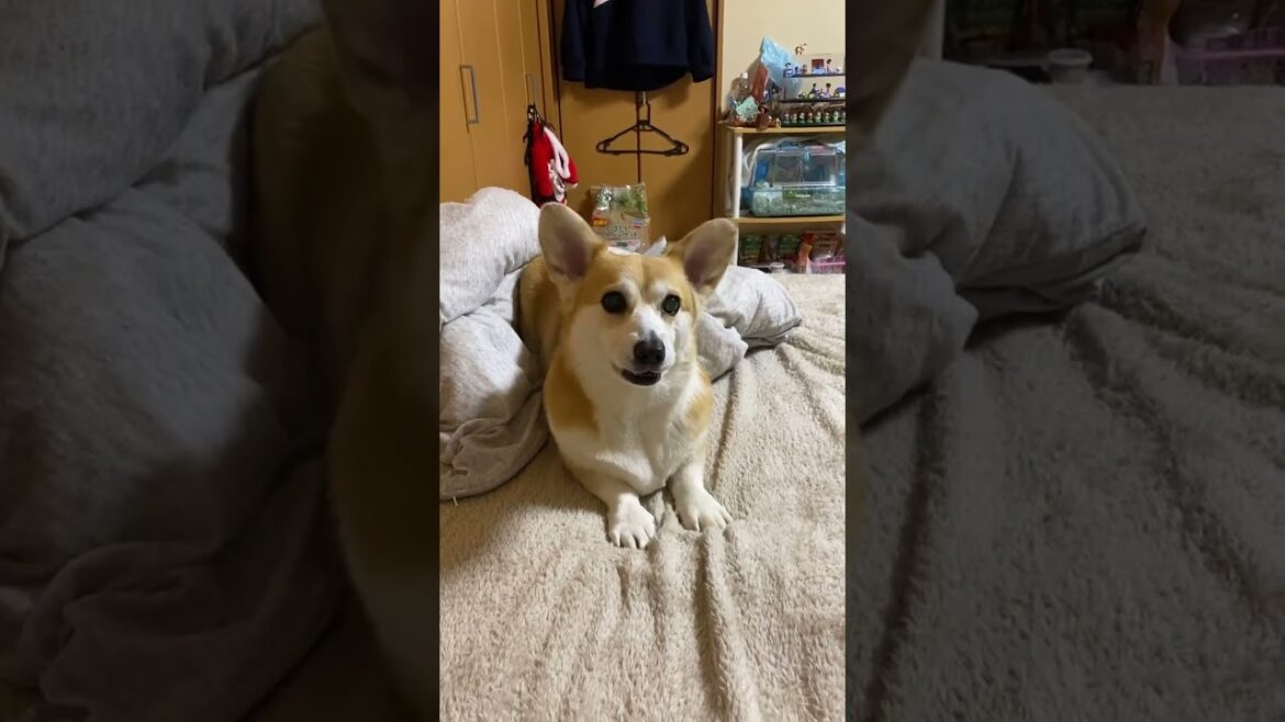 吠えろワン！吠えろワン！吠えろワン！