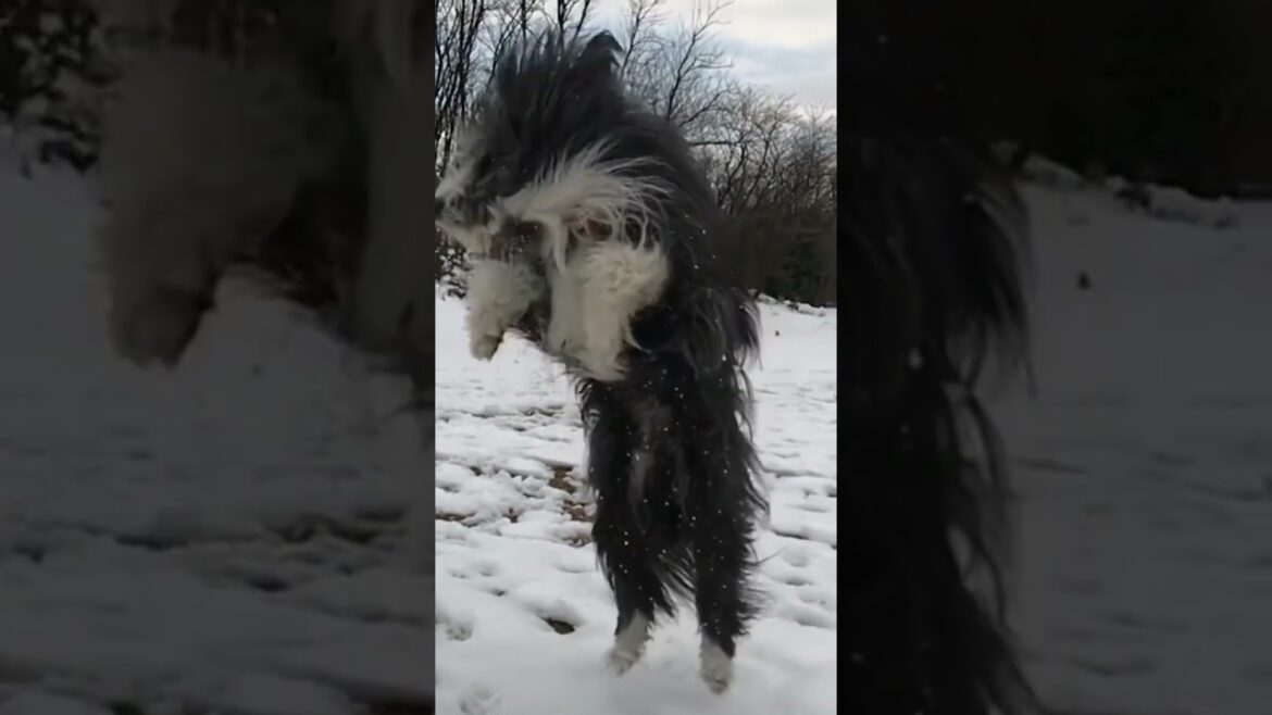 雪遊びなビアデッドコリー
