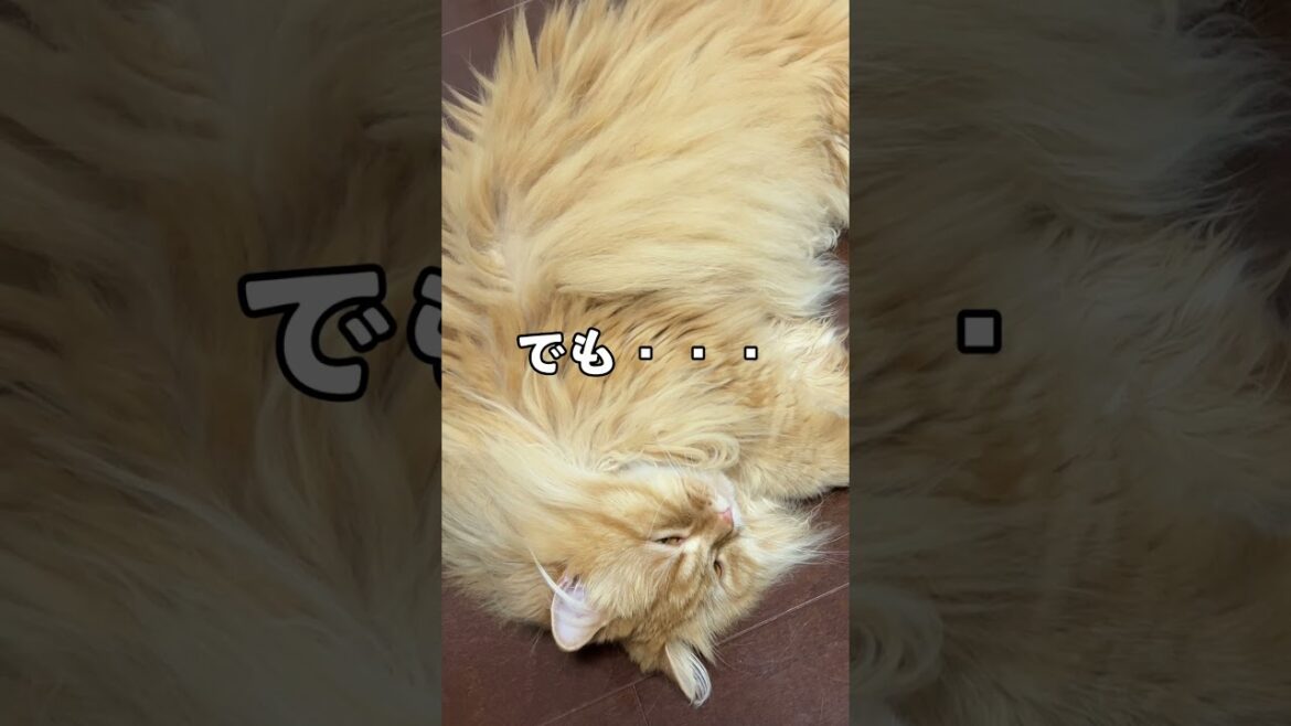 ライオンのような猫、サイベリアン