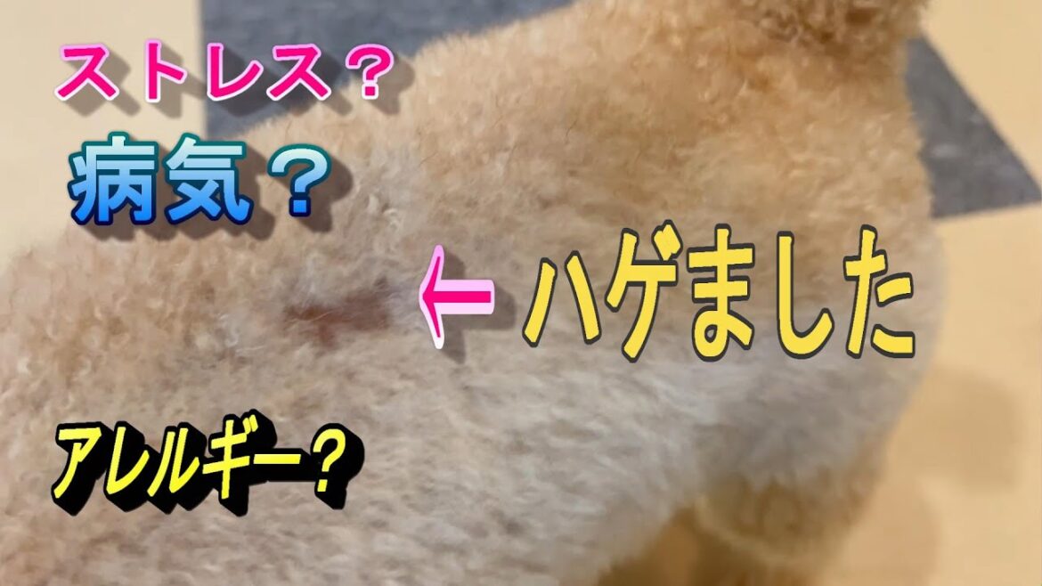 トイプードルのココがハゲました😢病気? トイプードルのココがハゲました😢病気?