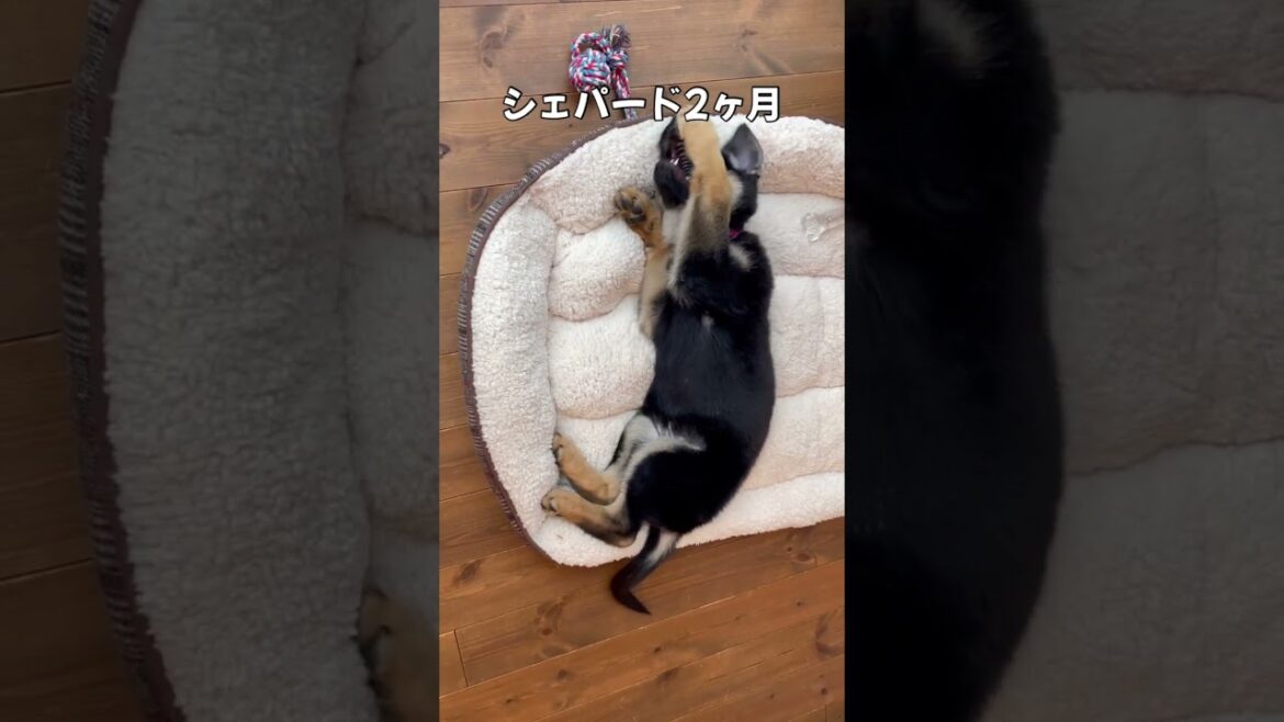 【シェパード2ヶ月】只今1歳7ヶ月 #ジャーマンシェパード #シェパード #犬のいる暮らし #germanshepherd #まろんちゃんねる #子犬 #shorts 【シェパード2ヶ月】只今1歳7ヶ月 #ジャーマンシェパード #シェパード #犬のいる暮らし #germanshepherd #まろんちゃんねる #子犬 #shorts