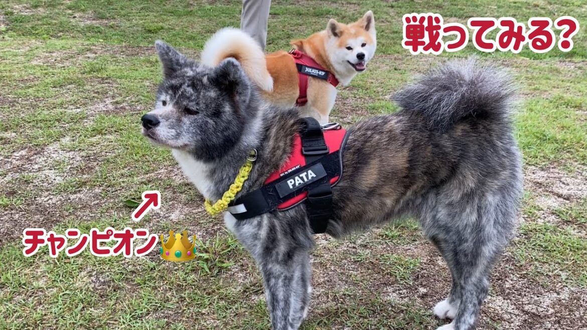 ぱたこスイッチを必要以上に入れてしまい、秋田犬パンチをくらってしまうお姉ちゃん【Akita-inu】@akita-inu-pata ぱたこスイッチを必要以上に入れてしまい、秋田犬パンチをくらってしまうお姉ちゃん【Akita-inu】@akita-inu-pata