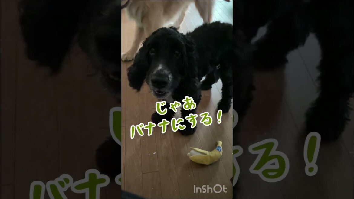 今にも話しそうなイングリッシュコッカースパニエルとの会話