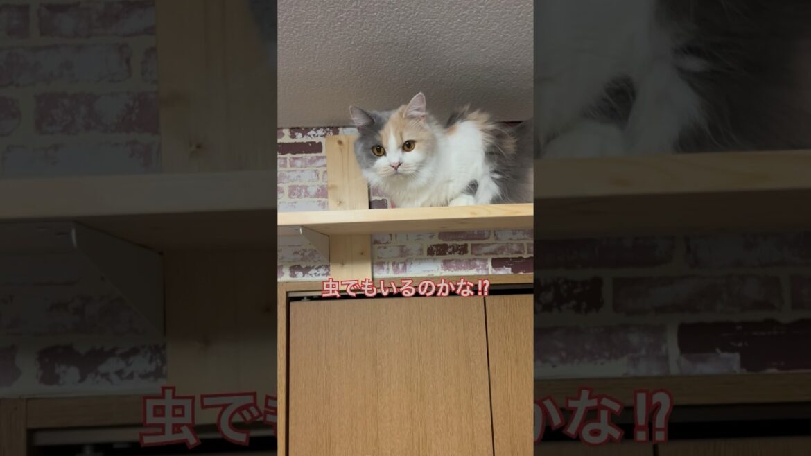 キャットウォークでゆったりする猫ぱいん。 #ブリティッシュショートヘア #猫 #猫のいる暮らし キャットウォークでゆったりする猫ぱいん。 #ブリティッシュショートヘア #猫 #猫のいる暮らし