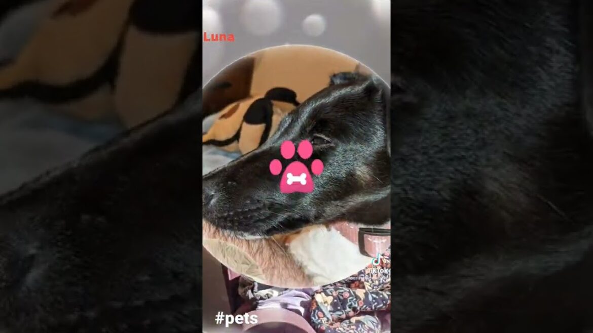 Luna (my Smooth-haired Fox Terrier) #tiktok #pets #foxterrier