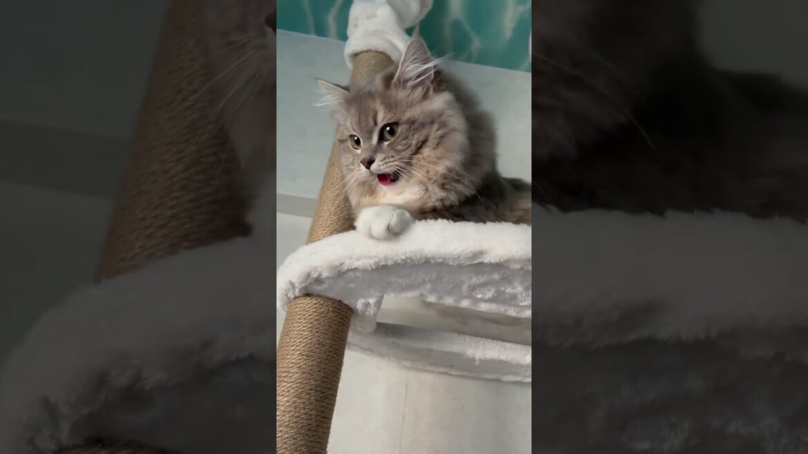 キャットタワーで楽しそうに遊ぶ猫#サイベリアン #shorts