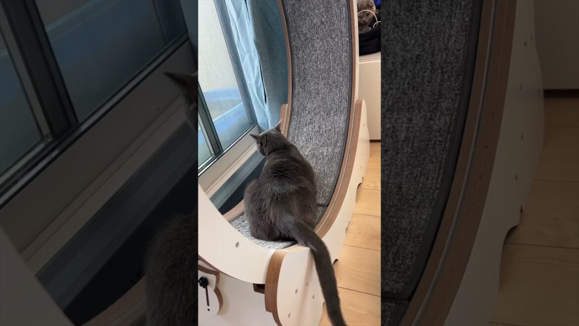 ロシアンブルー回るのか!? #shorts #猫 ロシアンブルー回るのか!? #shorts #猫