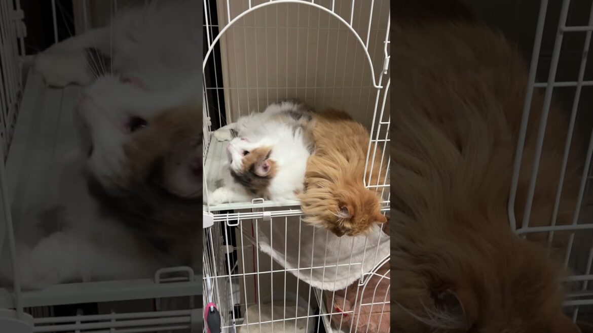 ノルウェージャンフォレストキャットとサイベリアンの成長