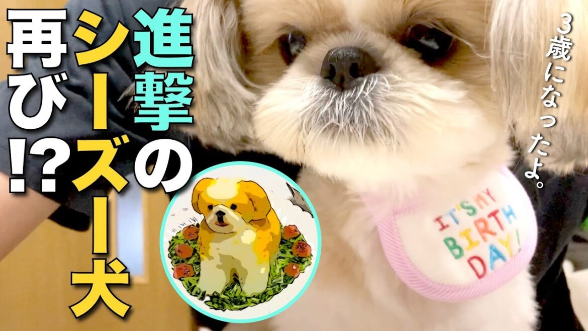 【シーズー】進撃のシーズー犬、再び！？まるちゃん3歳・豆やん4歳、ついでにオトン50ん歳のお誕生日 www【263】