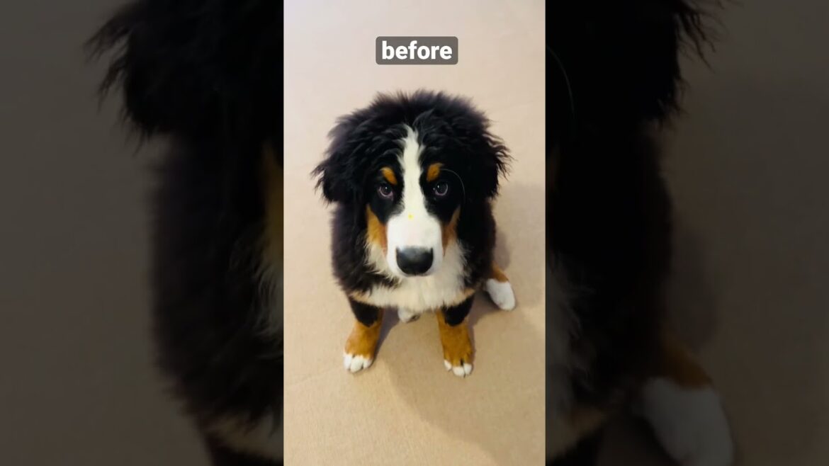 はじめてシャンプーをしたバーニーズマウンテンドッグの子犬