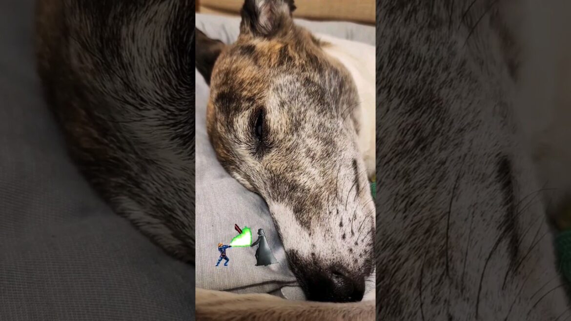"STAR WARS" WHIPPET DOG. "KAITO" FUKUOKA JAPAN. スターウォーズウィペット。カイトちゃん。おりこうや。