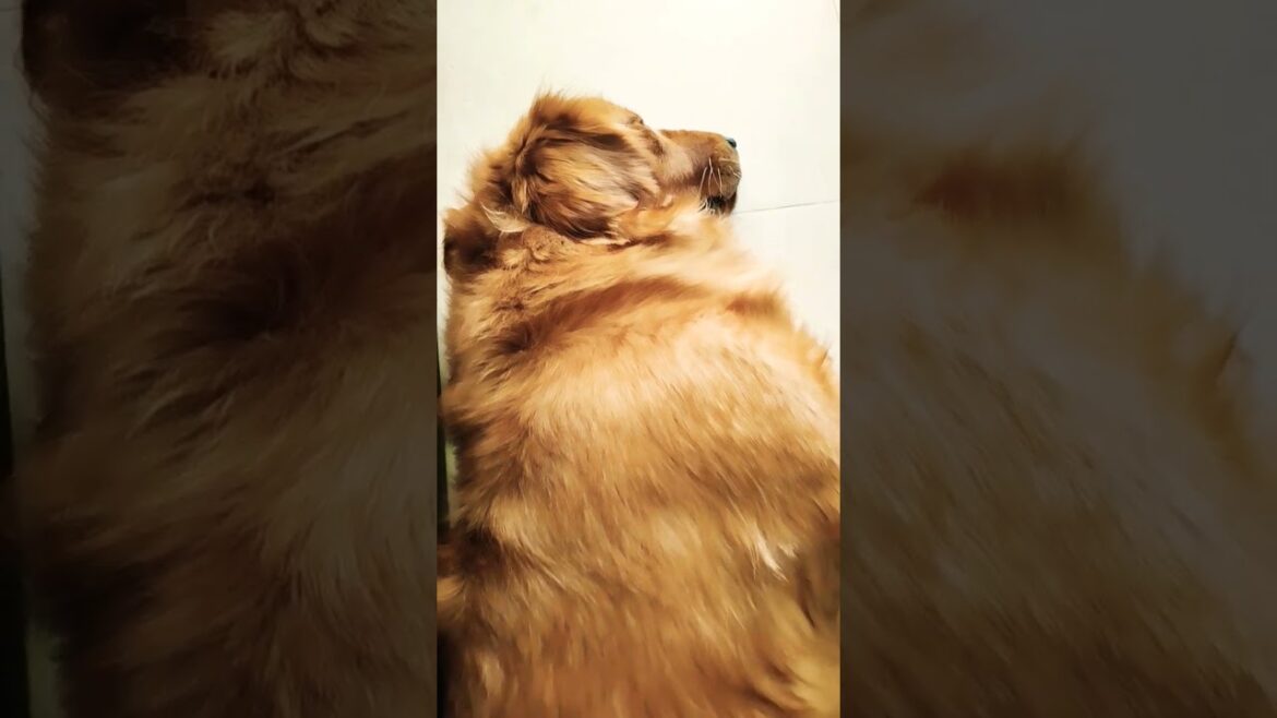 Goldy#dog #goldenretriever #funnyvideo #retriever