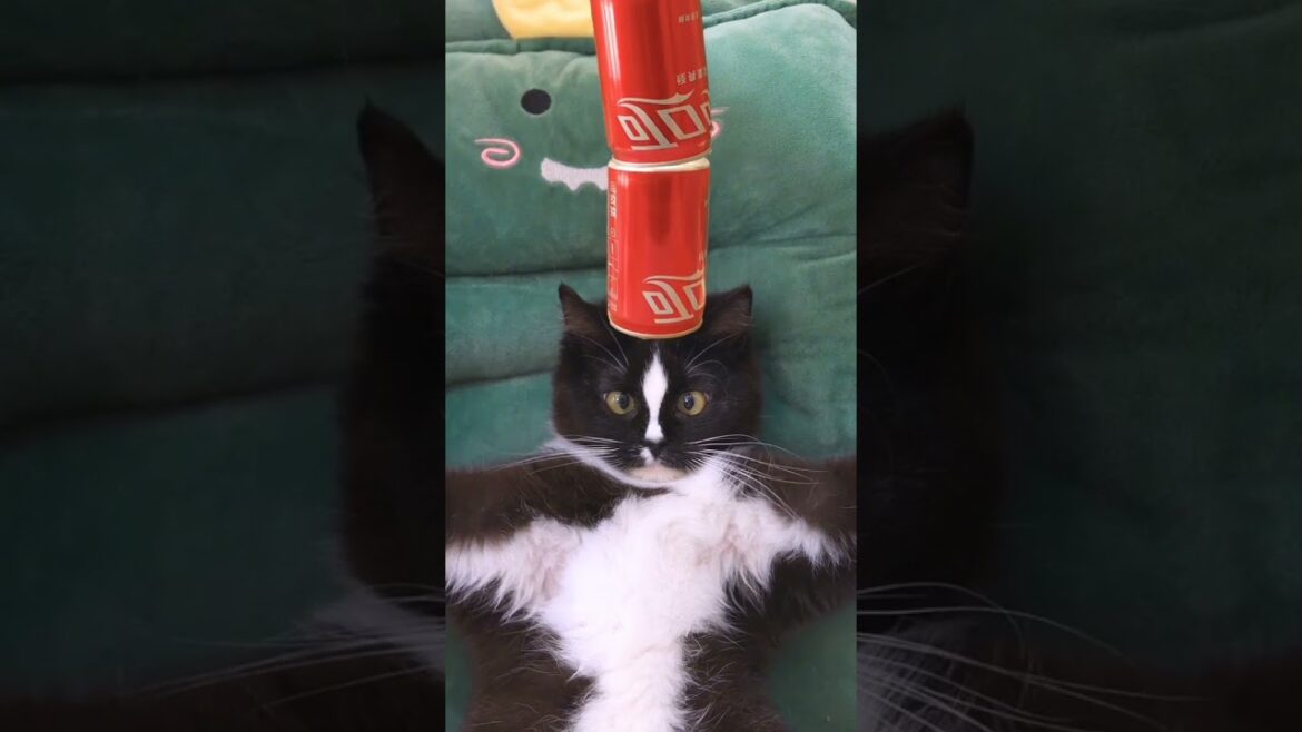 Battle of the Meows: Hilarious Competition Between Brown Cat and Black Cat | #funnyshorts #cat Battle of the Meows: Hilarious Competition Between Brown Cat and Black Cat | #funnyshorts #cat