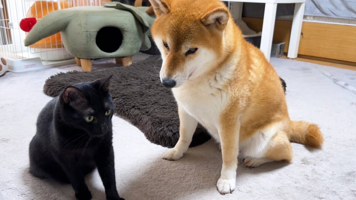 子供猫に遊んで欲しくてじーっとその時を待つ柴犬