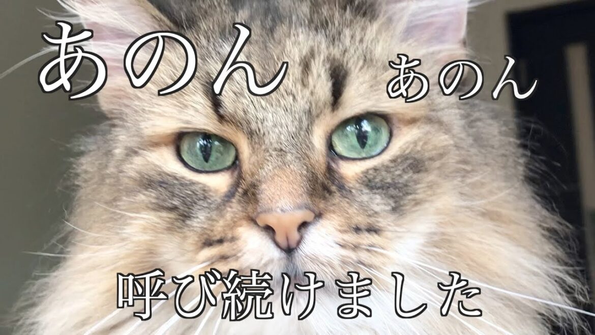 信じられないことが・・。あのんの名前を何回も呼び続けました・・。