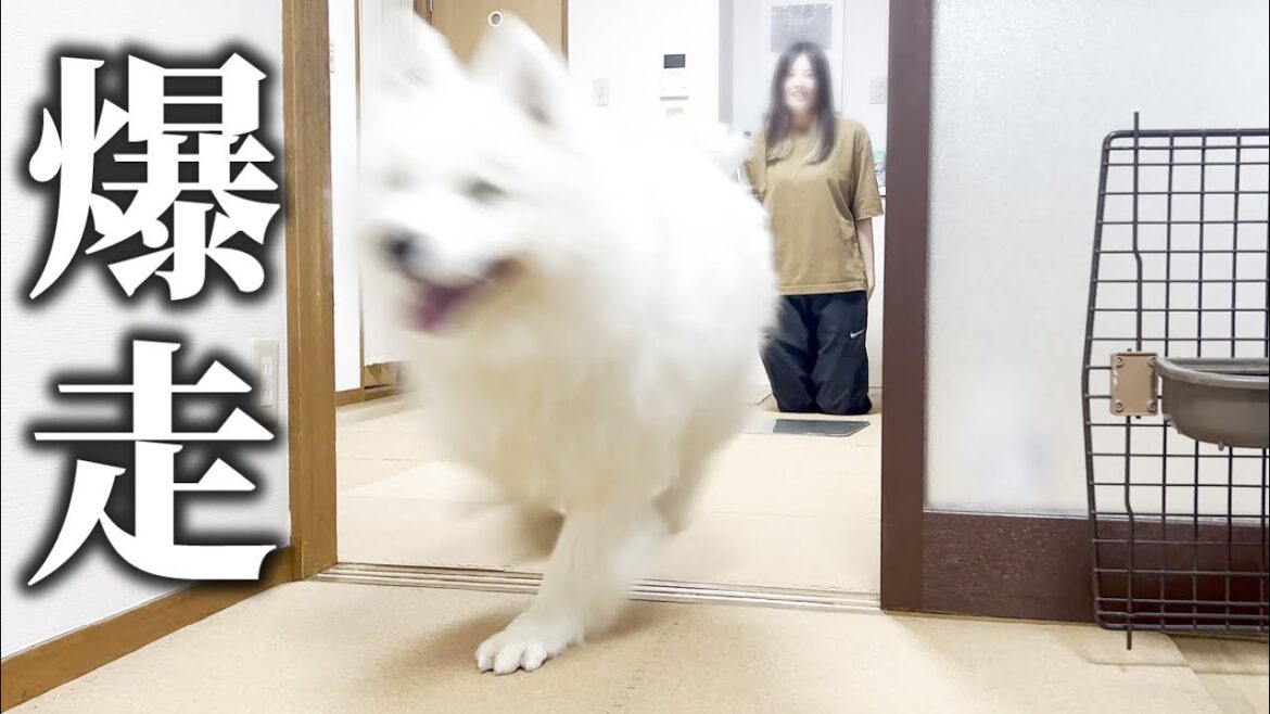 コルクマットを敷いたら嬉しさMAXで爆走するモフモフ30kg大型犬【サモエド】
