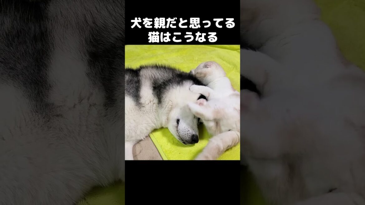 1年間一緒に過ごした猫と犬はこうなります...#shorts
