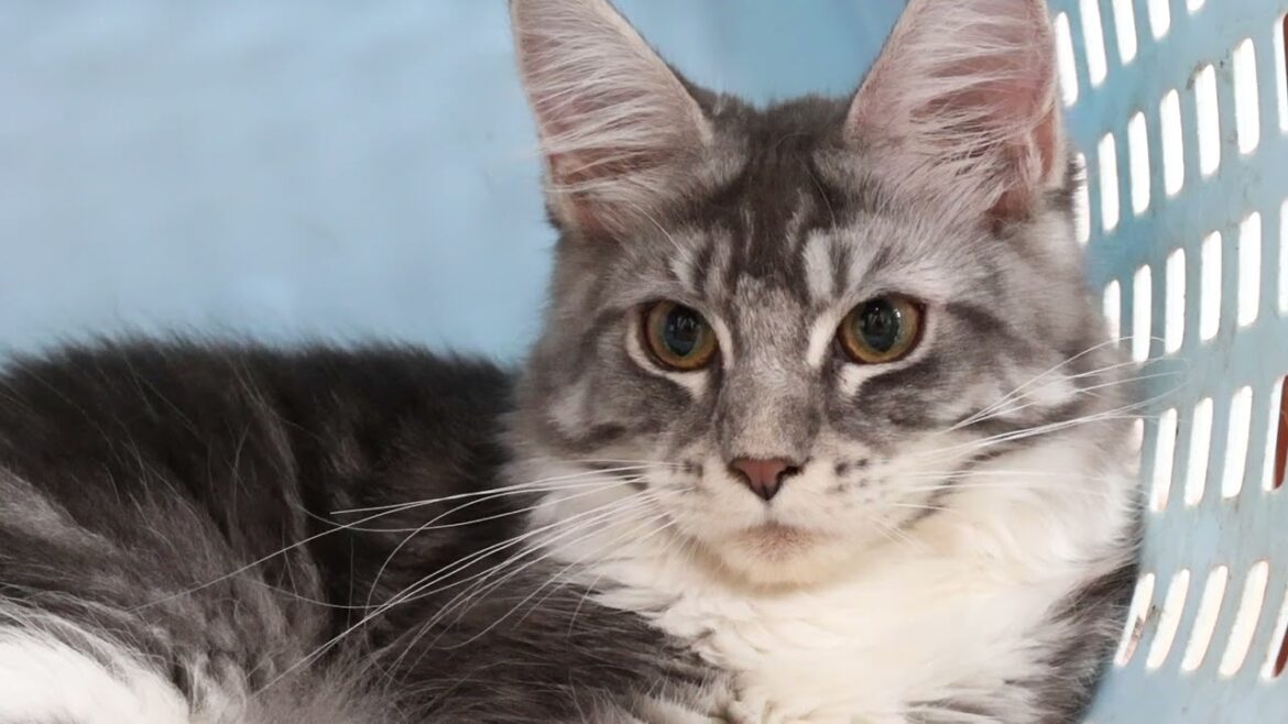 バスケットが大好きメインクーン子猫イブちゃん