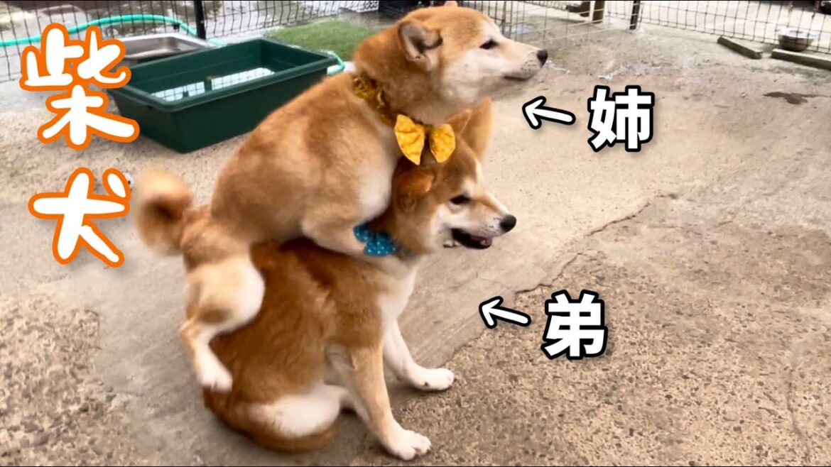 陽気な弟柴犬に興奮した姉犬がこうなって止まらないｗ