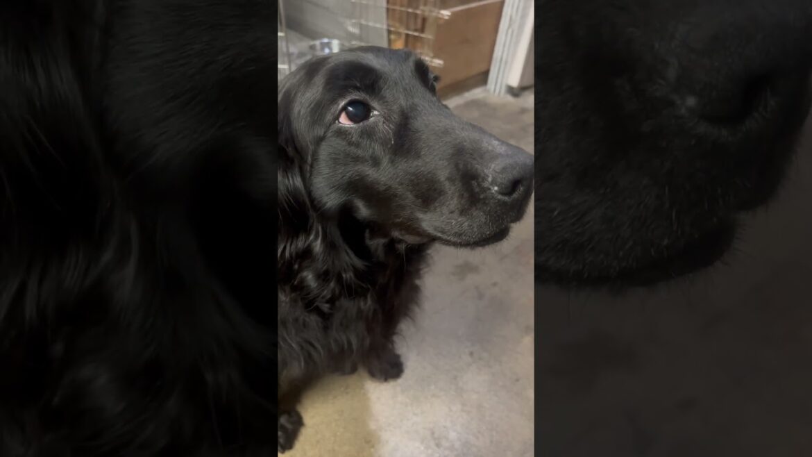 ジャックラッセルテリアとフラットコーテッドレトリバー