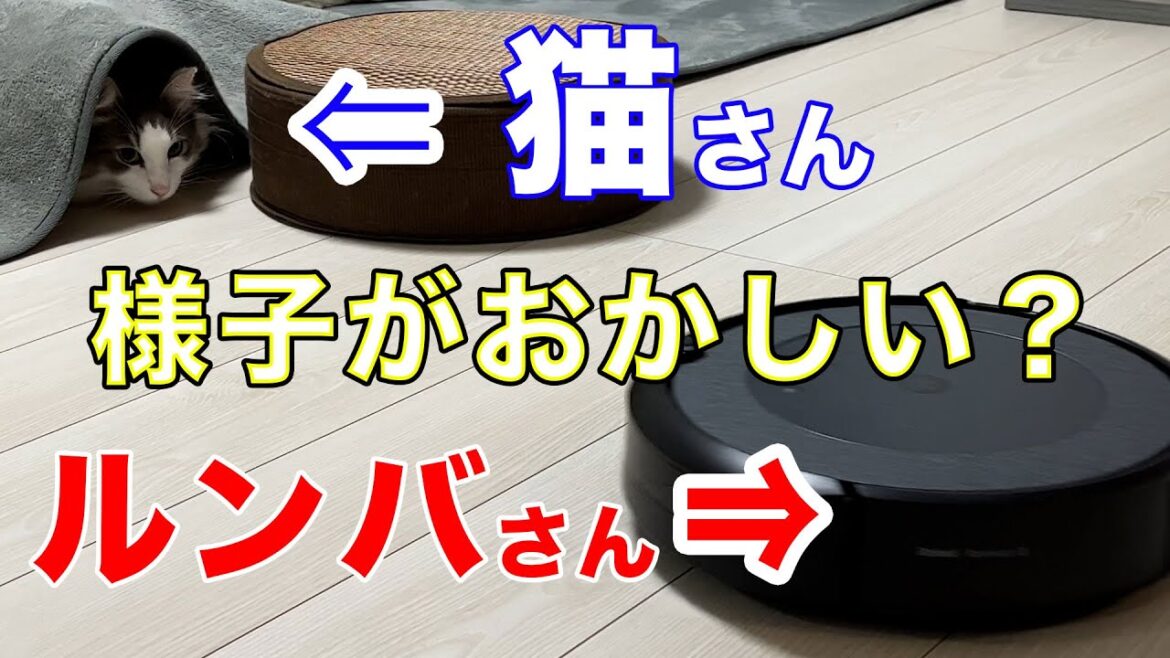 最近ルンバさんとの関係に変化が！？【ノルウェージャンフォレストキャット】